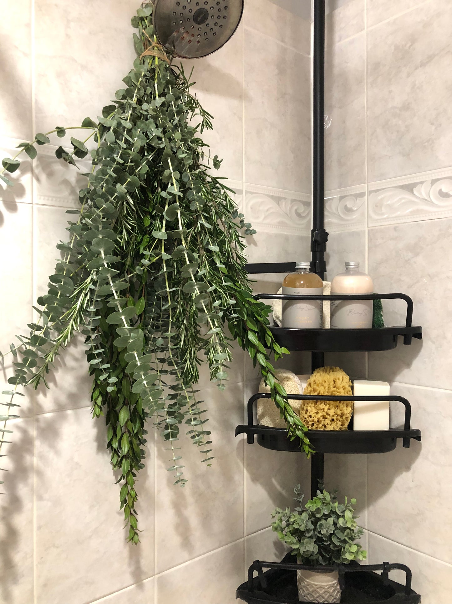 Eucalyptus Shower